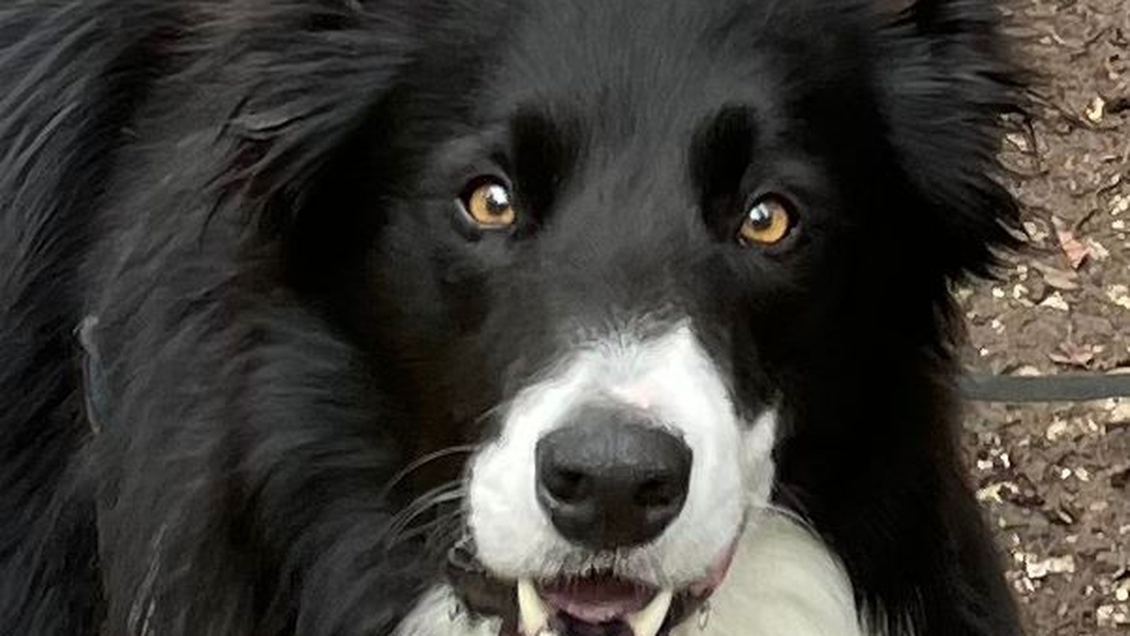 Ben the border collie, a few months old, on the moors
